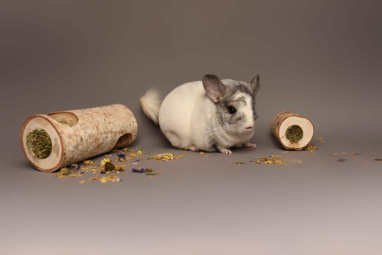 Szynszyle Chinchilla Poland Apophis
