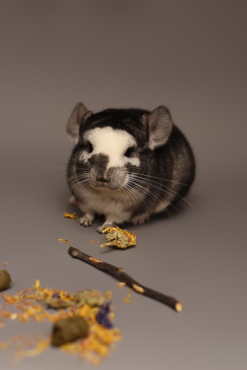 Szynszyle Chinchilla Poland Apophis na wystawach